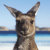 澳大利亚旅游局的微博&私杂志